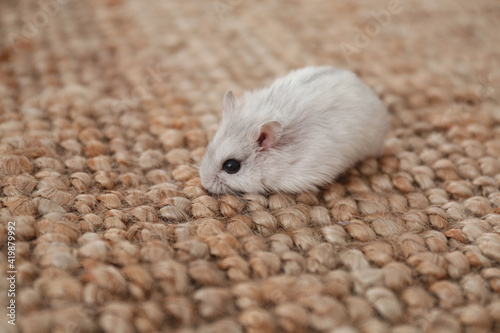 Cute funny pearl hamster on wicker mat