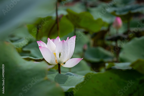 Locusts on the blooming lotus
