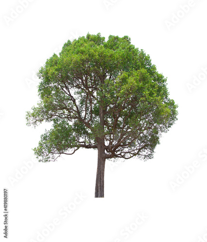 isolated tree  is located on a white background. Collection of isolated tree on white background Tropical tree