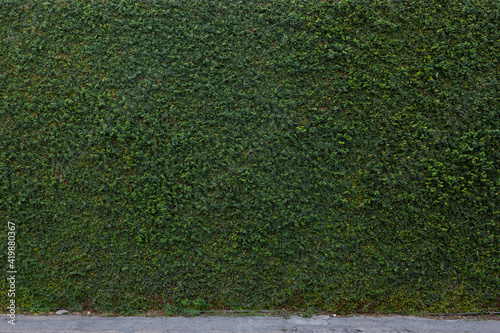 Full Green Climbing fig Wall as background