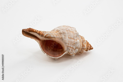 Conch Seashell Isolated on White Background