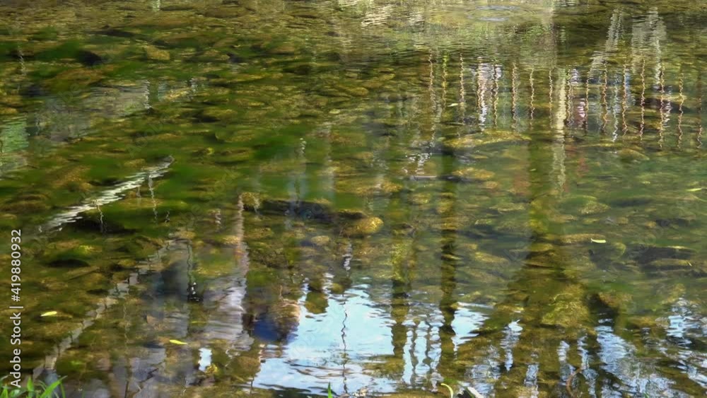 water trees water trees