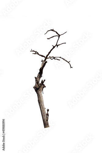 bird on a branch
