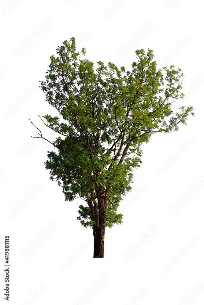 isolated tree is located on a white background. Collection of isolated tree on white background Tropical tree isolated tree is located on a white background. Collection of isolated tree on white background Tropical tree
