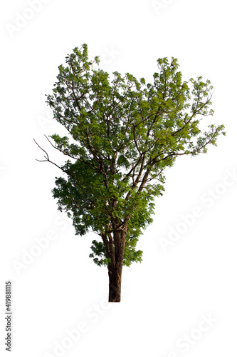 isolated tree  is located on a white background. Collection of isolated tree on white background Tropical tree © Warut