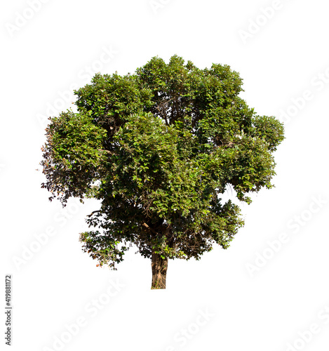 isolated tree  is located on a white background. Collection of isolated tree on white background Tropical tree