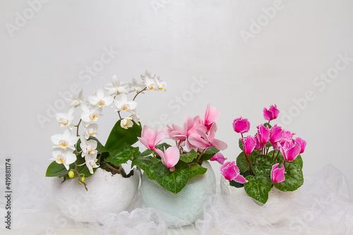 Fototapeta Naklejka Na Ścianę i Meble -  Spring, beautiful, delicate flowers in an eggshell vase