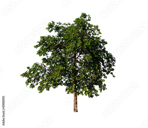 isolated tree  is located on a white background. Collection of isolated tree on white background Tropical tree