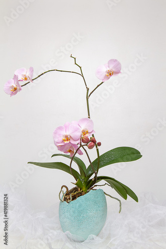 Delicate pink orchid in an Easter egg