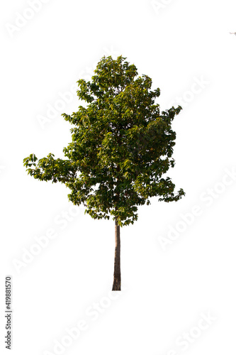 isolated tree  is located on a white background. Collection of isolated tree on white background Tropical tree