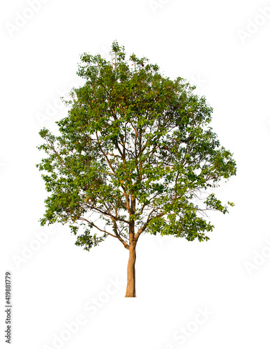 isolated tree  is located on a white background. Collection of isolated tree on white background Tropical tree