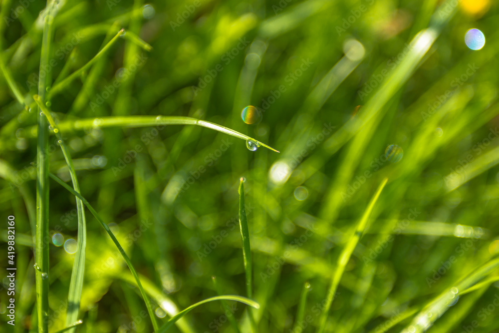 Beautiful drops of transparent rainwater on green grass. Raindrops texture in nature. Natural background. Fresh green nature after the rain. Outdoors in spring. Close up plants selective focus. Beautiful drops of transparent rainwater on green grass. Raindrops texture in nature. Natural background. Fresh green nature after the rain. Outdoors in spring. Close up plants selective focus.