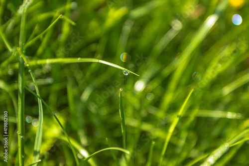 Beautiful drops of transparent rainwater on green grass. Raindrops texture in nature. Natural background. Fresh green nature after the rain. Outdoors in spring. Close up plants selective focus.