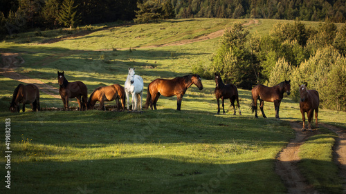 Beautiful horses on a green landscape. Comanesti, Romania. photo