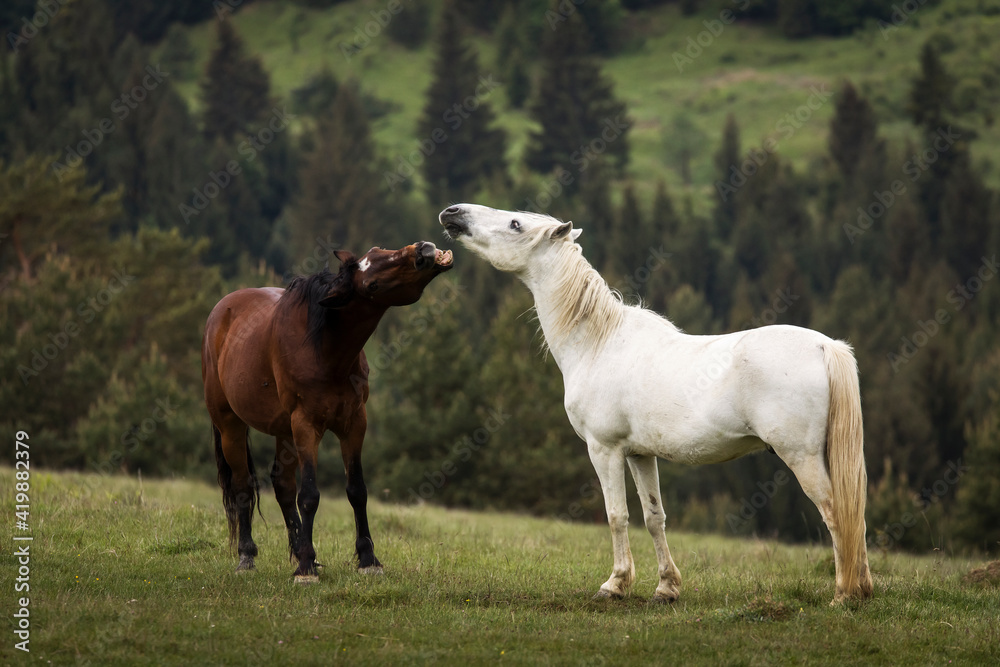 Beautiful two horses playing on a green landscape with fir trees in background. Comanesti, Romania.