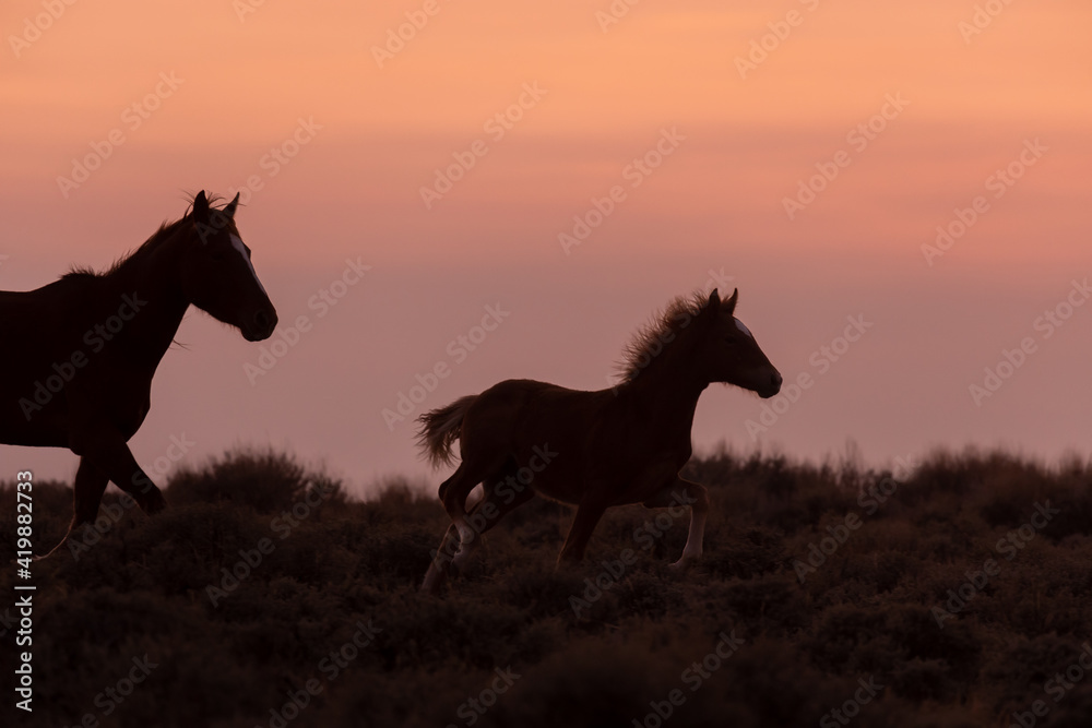 Wild Horse Mare and Foal Silhouetted in a Wyoming Sunset