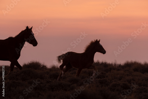 Wild Horse Mare and Foal Silhouetted in a Wyoming Sunset © natureguy