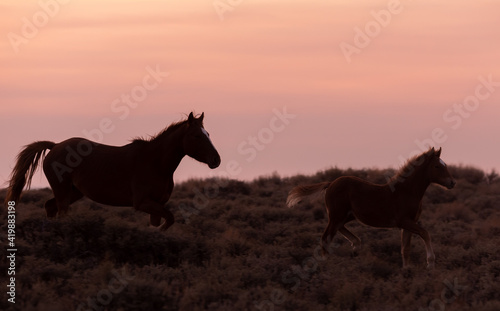Wild Horse Mare and Foal Silhouetted in a Wyoming Sunset