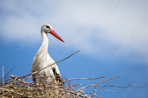 Stork in the nest against the blue sky.