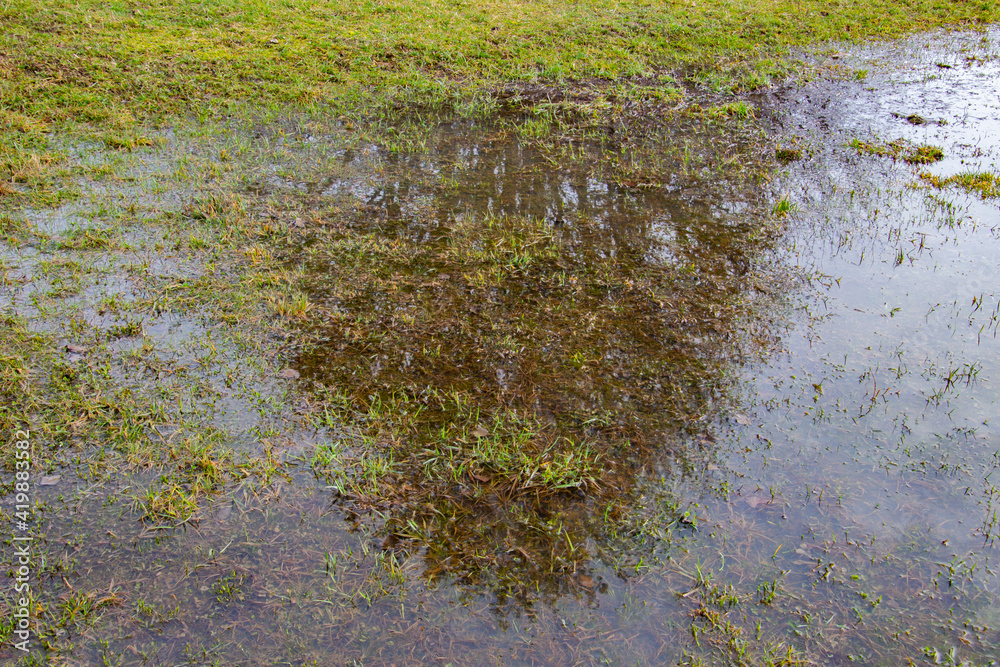 Tree reflecting in a water puddle in the grass