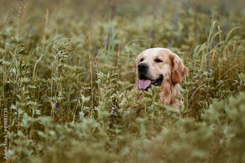 A golden retriever sits in the tall green grass