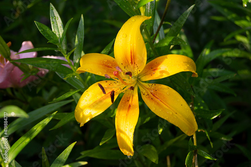 Lily, flower in the garden, ornamental flowerbed. Photo in the natural environment.