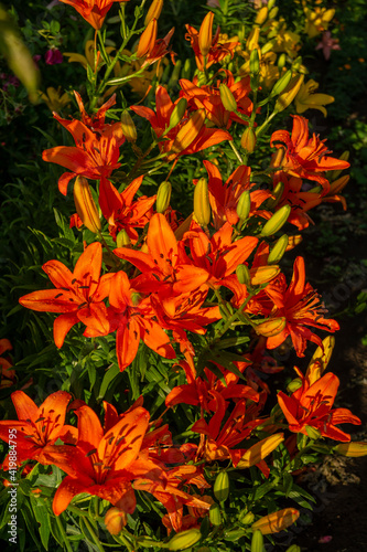 Lily, flower in the garden, ornamental flowerbed. Photo in the natural environment.