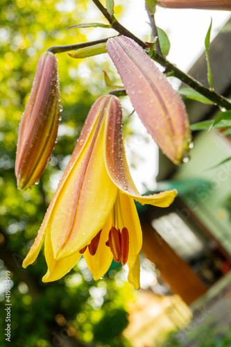 Lily, flower in the garden, ornamental flowerbed.