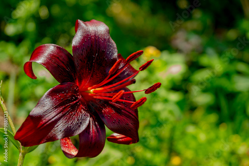 Lily, flower in the garden, ornamental flowerbed.