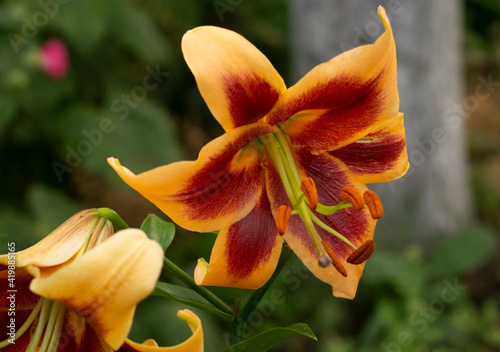 Lily, flower in the garden, ornamental flowerbed.