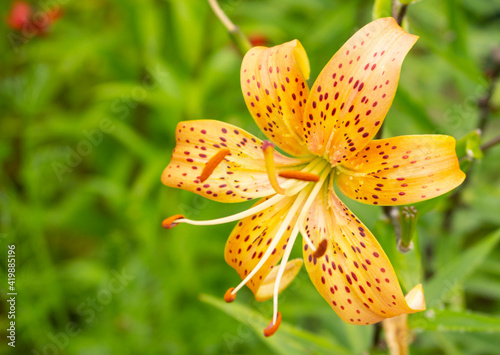 Lily, flower in the garden, ornamental flowerbed.
