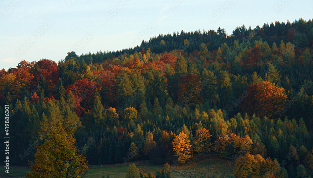 Obraz premium Autumn Forest