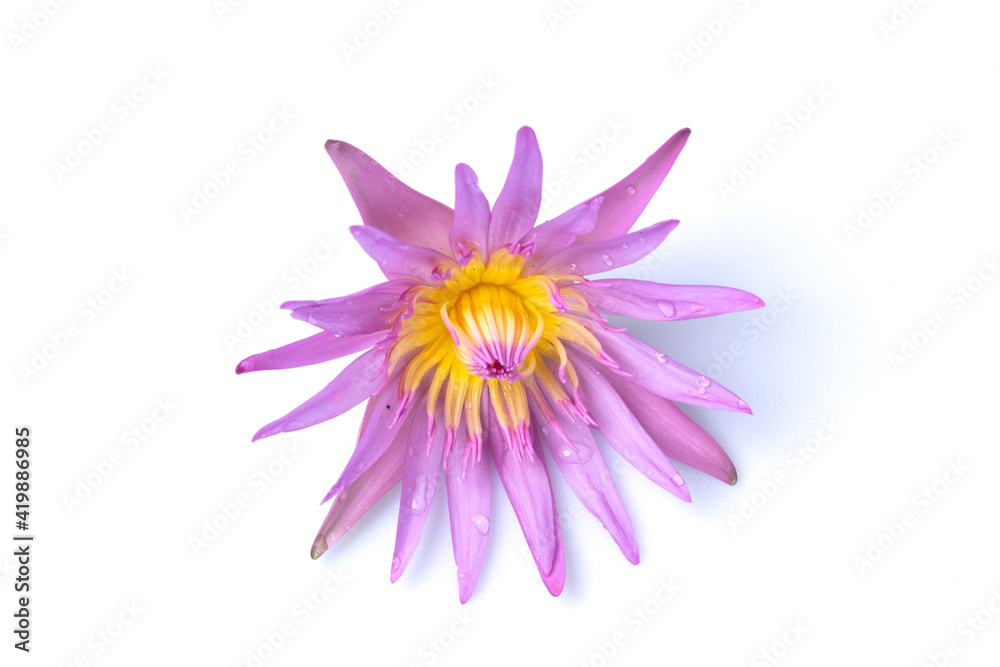 Purple lotus flower with water droplets on white background.