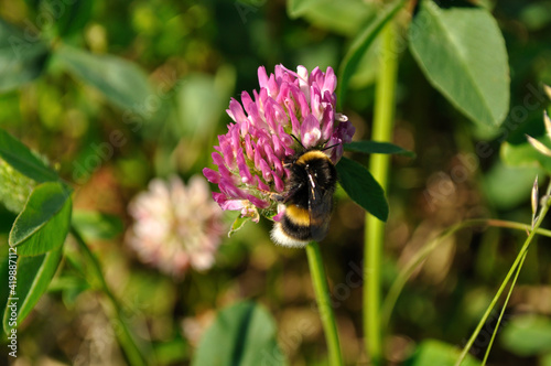 A macro shot of a bumblebee feeding on a red clover flower. Photographed in a forest in the Murmansk region. Wild bumblebee in search of nectar.