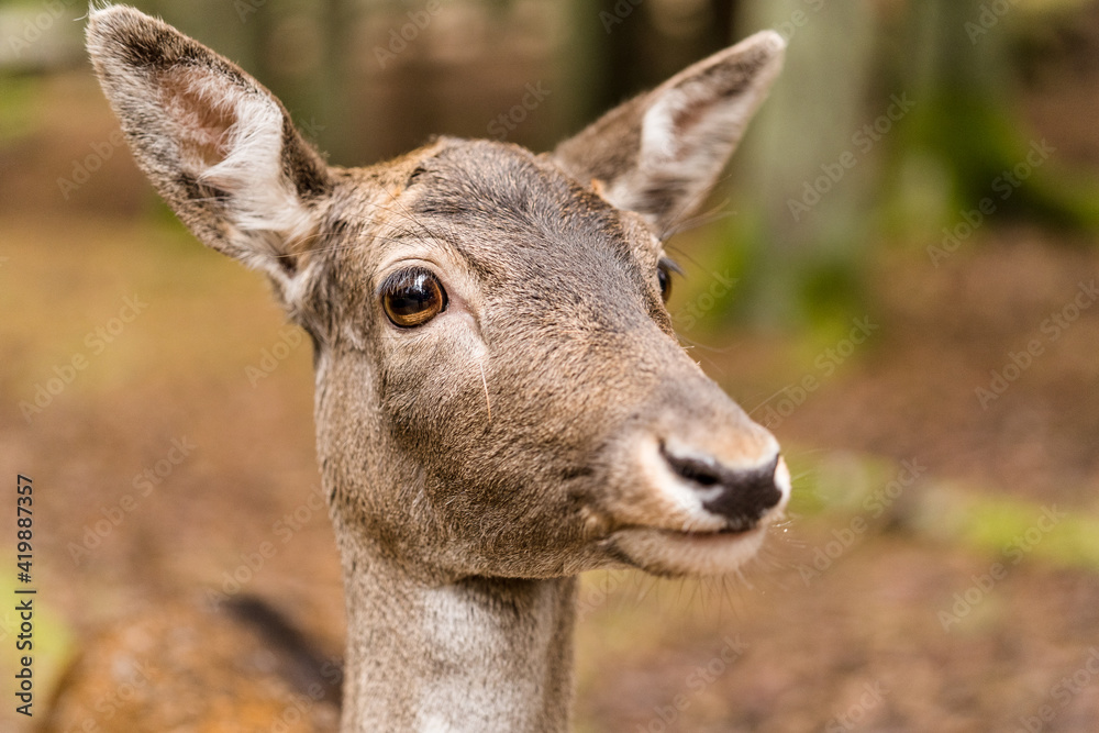 Obraz premium Damwild Hirschkuh 