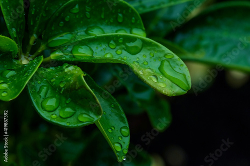 Tropical rain in Barbados island, Caribbean.