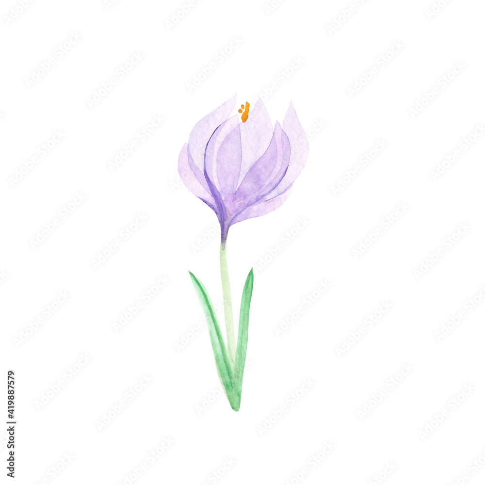 Crocus painted in watercolor. Spring flower for postcards