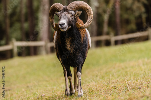 Mufflon 