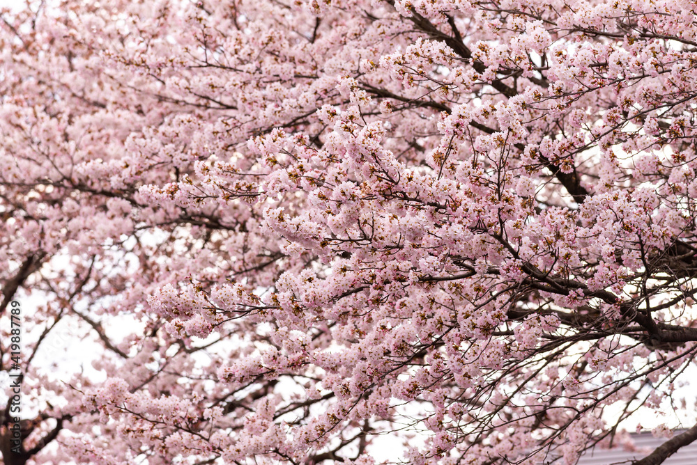 Japanese cherry Blossom (Sakura tree) spring season or hanabi season in japan, outdoor garden background Japanese cherry Blossom (Sakura tree) spring season or hanabi season in japan, outdoor garden background