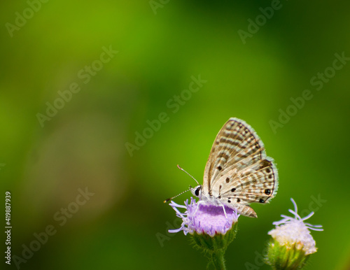 butterfly on a flower © Jitender kumar