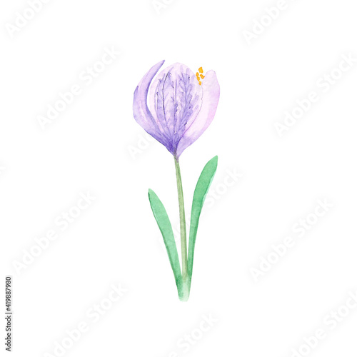Crocus painted in watercolor. Spring flower for postcards