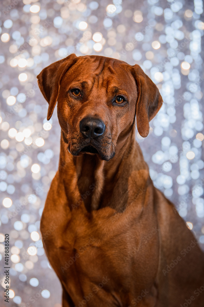 adorable Rhodesian Ridgeback dog on shiny festive background