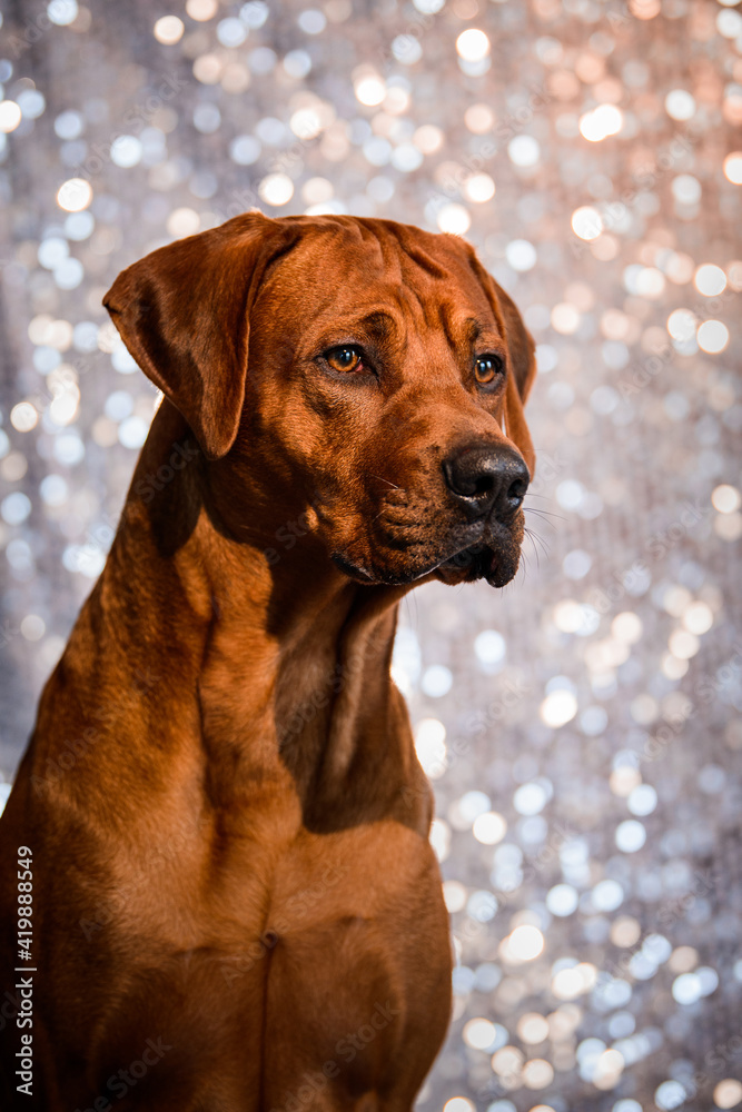 adorable Rhodesian Ridgeback dog on shiny festive background adorable Rhodesian Ridgeback dog on shiny festive background