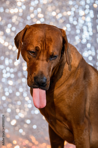 funny Rhodesian Ridgeback dog with tongue out on festive background