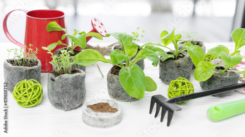 Using peat or coconut pellets to grow garden plants during the spring indoors. Flower seedlings of petunias and lobelia in pressed peat tablets close-up.