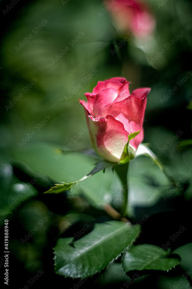 A delicate rose of pink color with dew drops on a dark background. Valentine's day. A flower with dew drops on its petals.