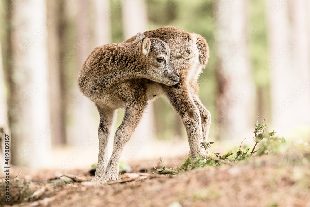 Obraz premium mufflon