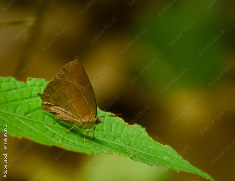 Obraz premium butterfly on leaf