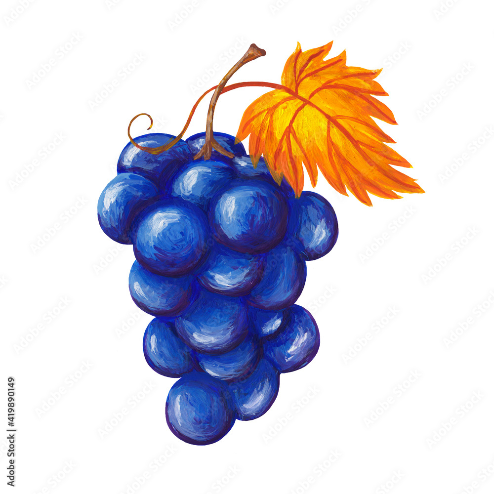Grape illustration, Common Grape Vine Wine Juice, Grapes Drawing, white,  leaf png | PNGEgg
