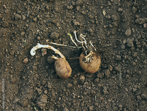 Potato poisoning pesticides. Bad harvest photo